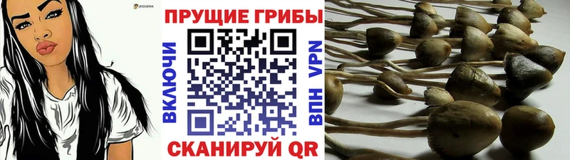 Псилоцибиновые грибы мицелий  как найти   KRAKEN рабочий сайт  Георгиевск 
